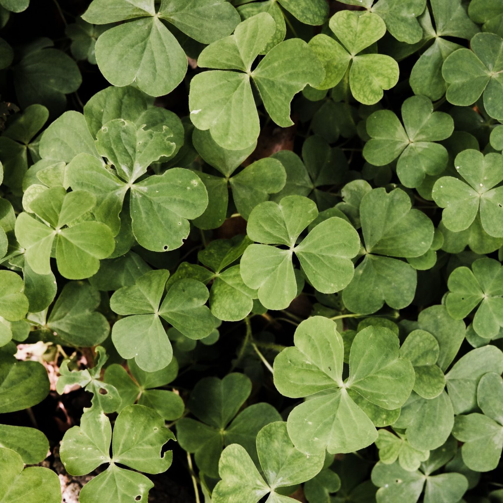 A vibrant close-up of green clover leaves showcasing nature's texture.